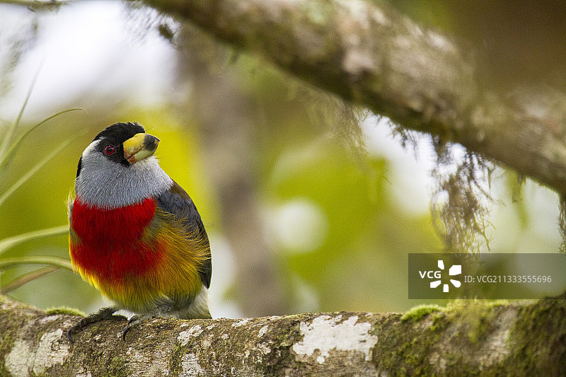鵎鶋在厄瓜多尔明多树枝上图片素材