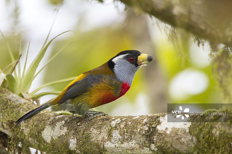 鵎鶋在厄瓜多尔明多树枝上图片素材