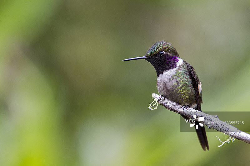 厄瓜多尔敏多，树枝上的雄性白腹林星蜂鸟图片素材