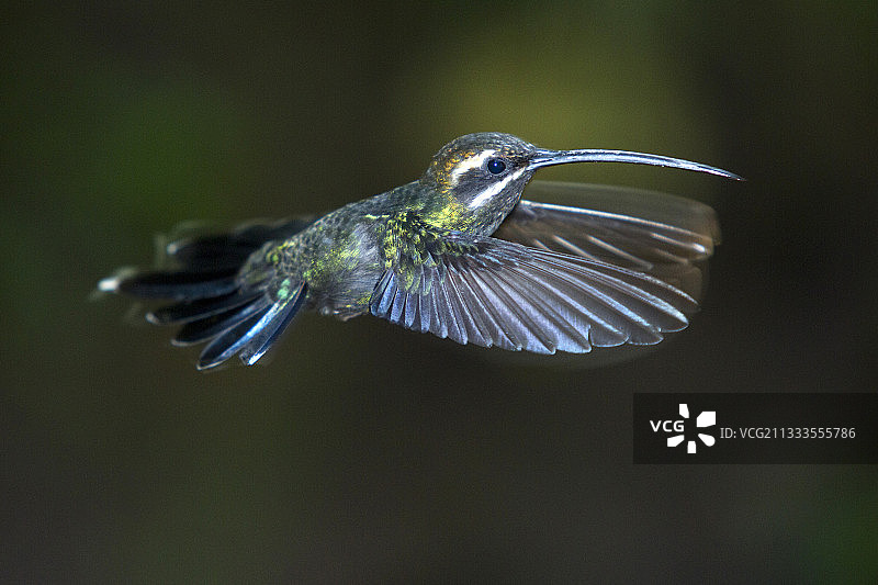 厄瓜多尔明多地区飞行中的白须隐蜂鸟图片素材