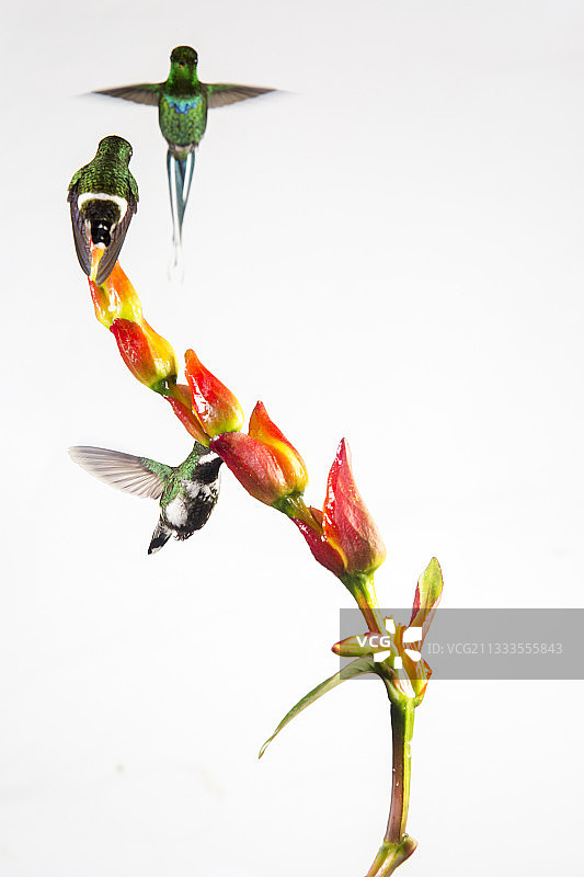 飞行中的绿刺尾蜂鸟，厄瓜多尔明多图片素材