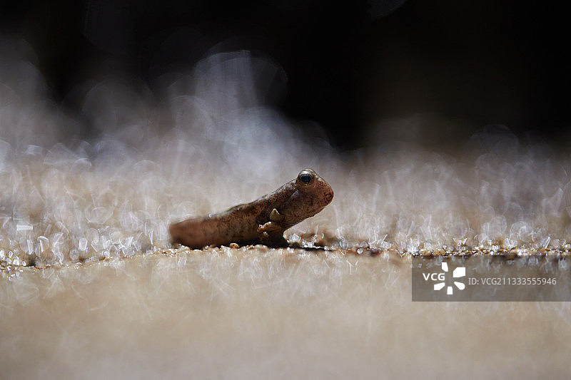 卡氏弹涂鱼，印度尼西亚苏拉威西岛布纳肯岛图片素材