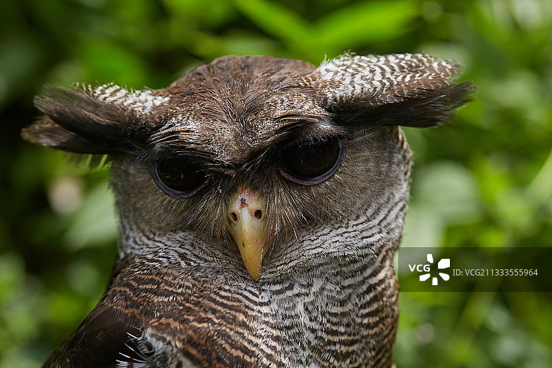 马来雕鸮（Bubo sumatranus），印度尼西亚苏门答腊岛哈劳山谷图片素材