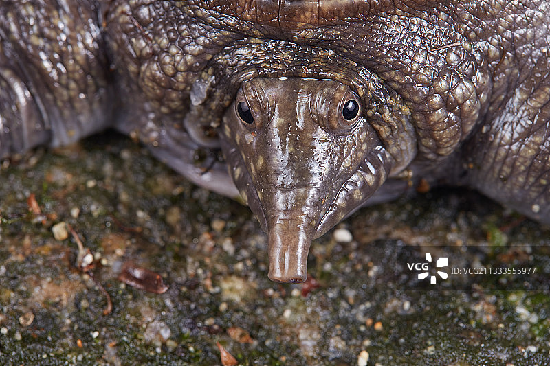 马来亚鳖肖像，马来西亚半岛图片素材