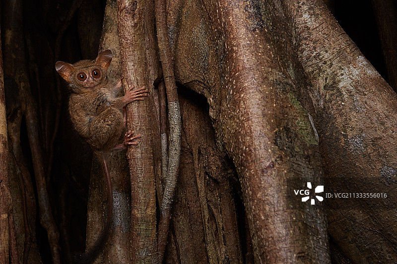 眼镜猴在印度尼西亚北苏拉威西岛Tangkoko国家公园的榕树上图片素材