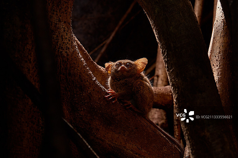 眼镜猴在印度尼西亚北苏拉威西岛Tangkoko国家公园的榕树上图片素材