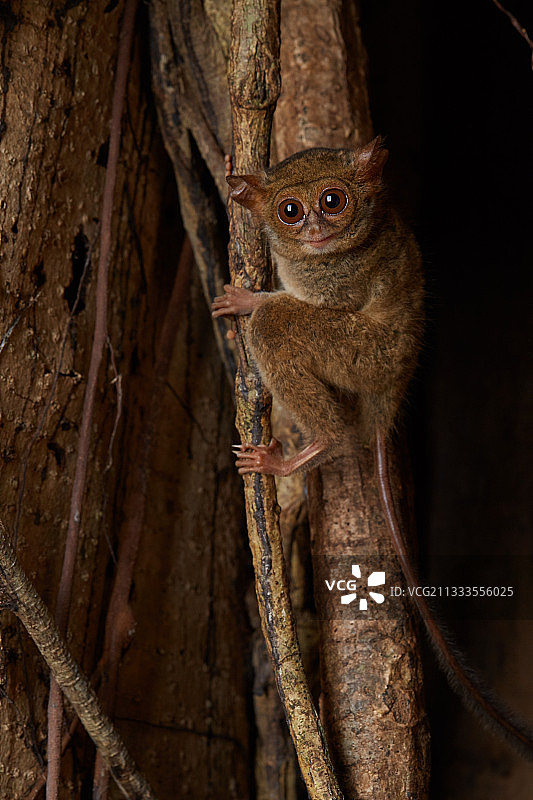眼镜猴在印度尼西亚北苏拉威西岛Tangkoko国家公园的榕树上图片素材