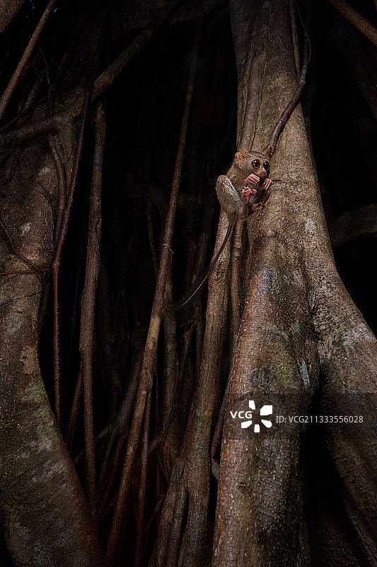 眼镜猴从无花果树上跳跃，位于印度尼西亚北苏拉威西岛图片素材