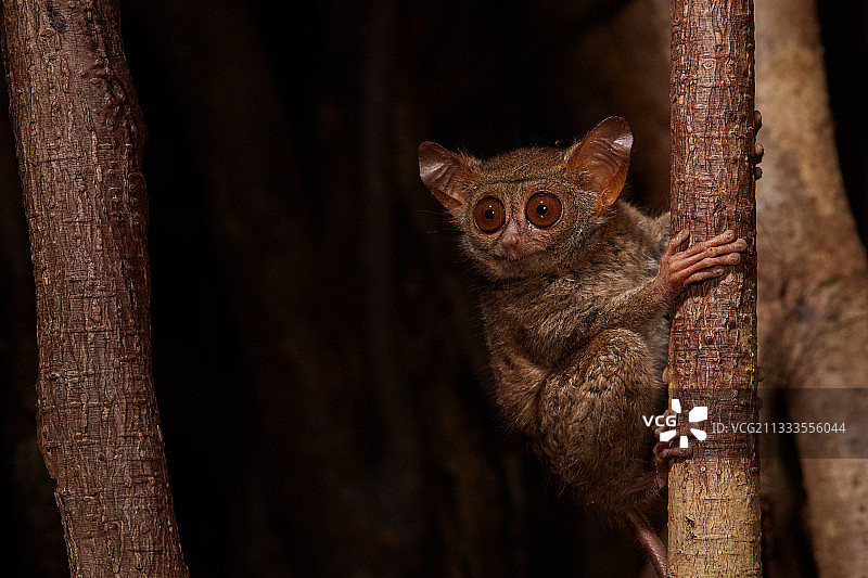 眼镜猴在印度尼西亚北苏拉威西岛Tangkoko国家公园的榕树上图片素材