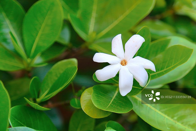 提亚蕾花，法属波利尼西亚莫雷阿岛图片素材