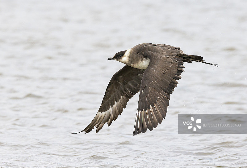 飞行中的贼鸥，设得兰群岛，春季图片素材