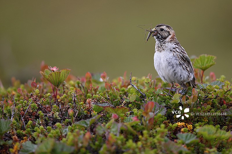 挪威沼泽中喙含昆虫的拉布兰雀图片素材
