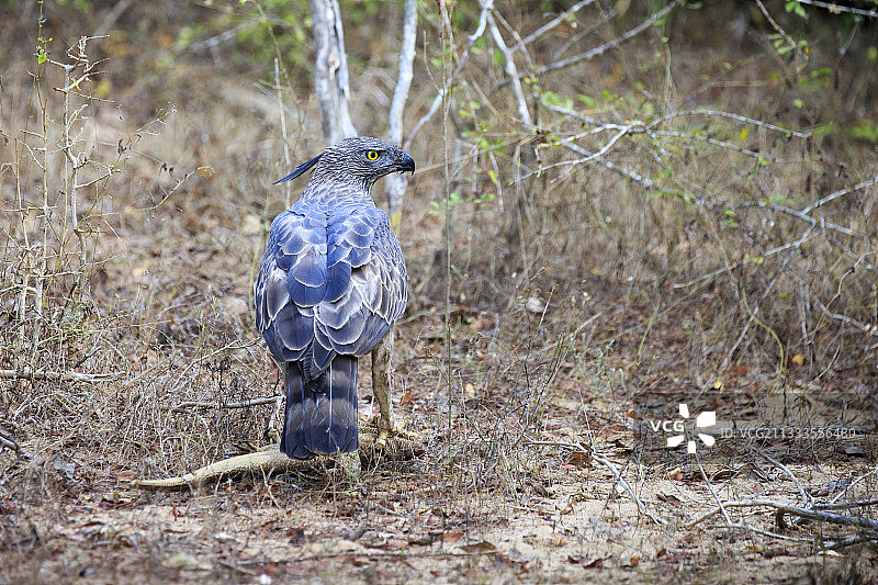 斯里兰卡亚拉国家公园，正在捕食巨蜥的凤头鹰雕幼鸟图片素材