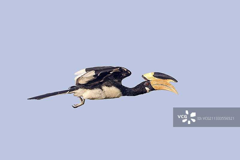 斯里兰卡亚拉国家公园的马拉巴犀鸟图片素材