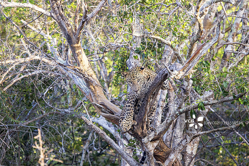 斯里兰卡亚拉国家公园树上的斯里兰卡豹图片素材