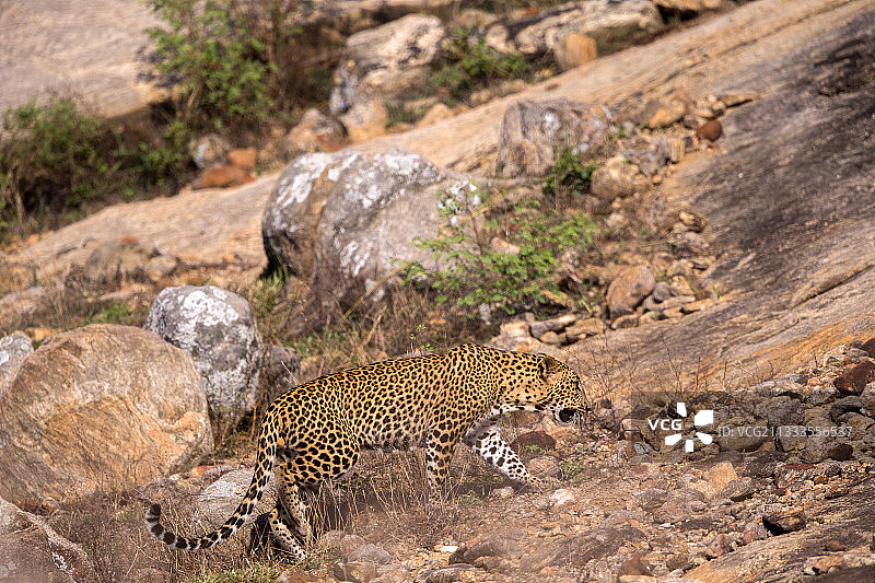 斯里兰卡亚拉国家公园的豹图片素材