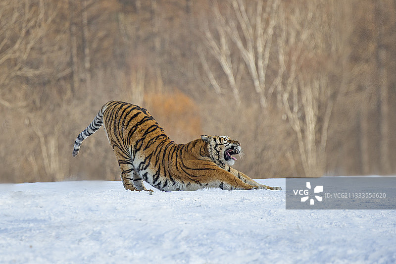 中国哈尔滨西伯利亚虎林园中在雪地里伸展身体的西伯利亚虎图片素材