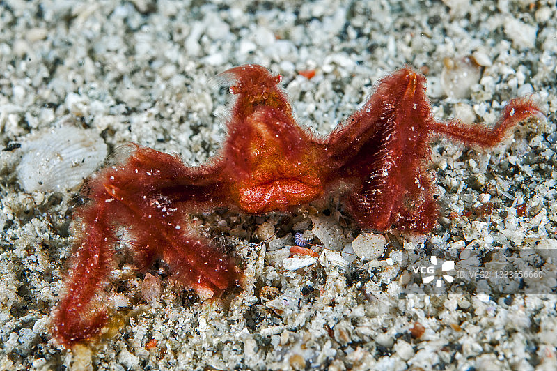 盖加岛的日本蜘蛛蟹图片素材