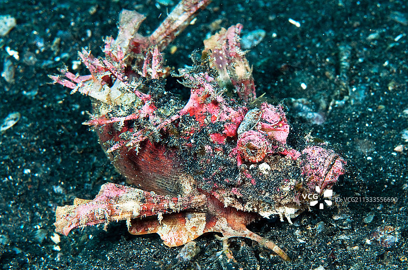 鬼龙鱼，位于印度尼西亚北苏拉威西岛蓝碧海峡图片素材