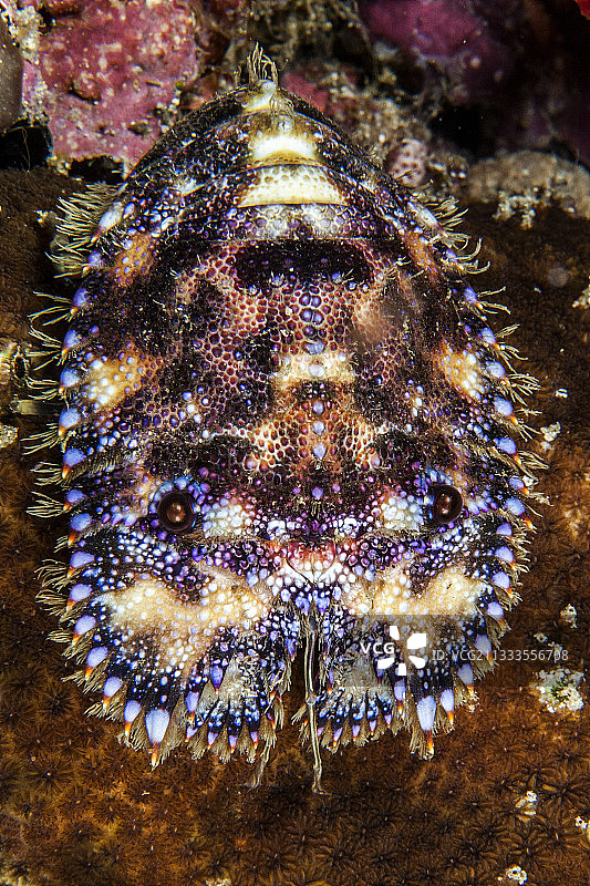 印度尼西亚北苏拉威西造型拖鞋龙虾图片素材