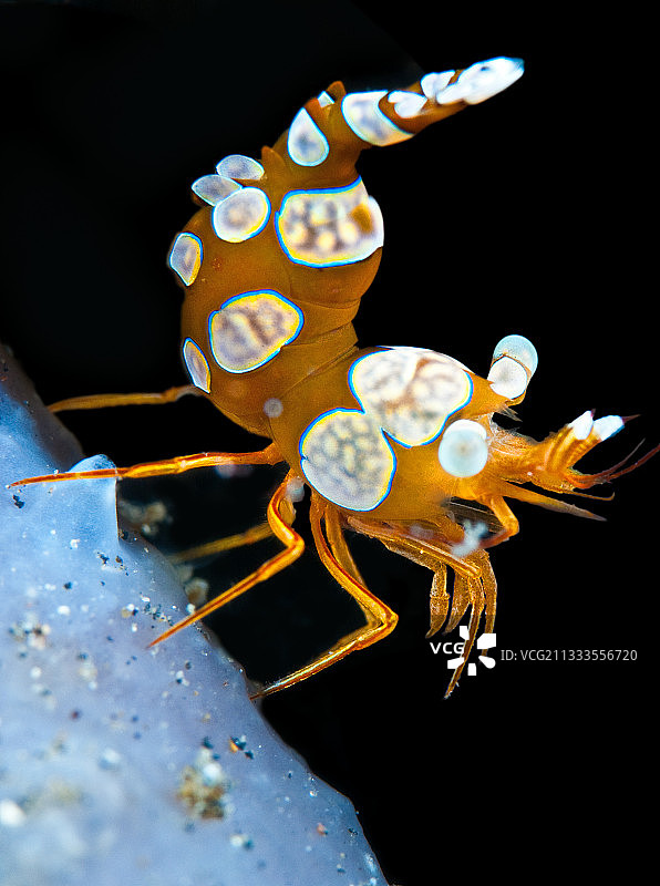 安波瑟小绵蟹，蓝碧海峡，北苏拉威西岛，印度尼西亚图片素材
