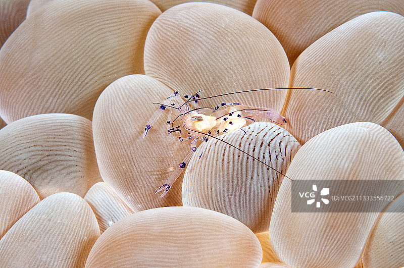 菲律宾玻璃虾，印度尼西亚北苏拉威西岛图片素材