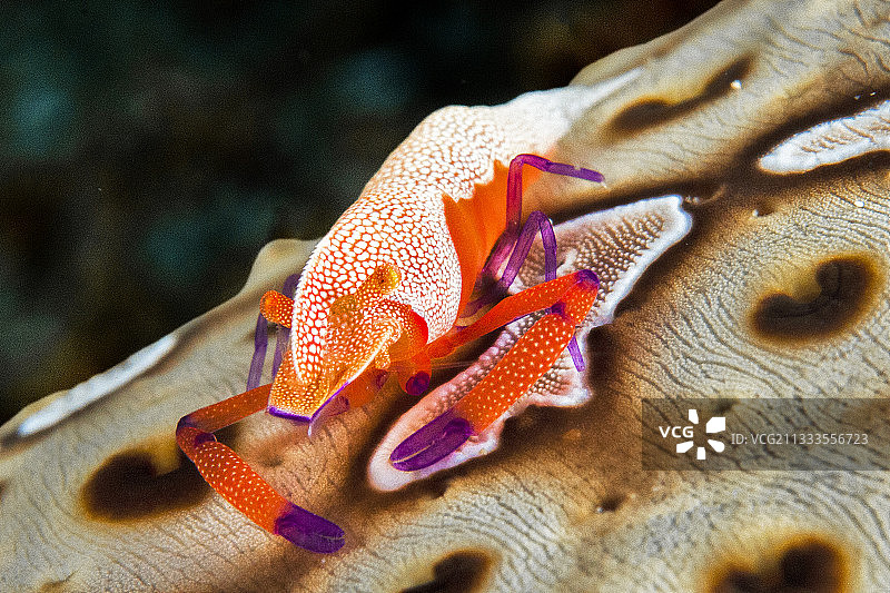 帝王虾(Zenopontonia rex)在豹纹海参(Bohadschia argus)上，印度尼西亚北苏拉威西岛图片素材