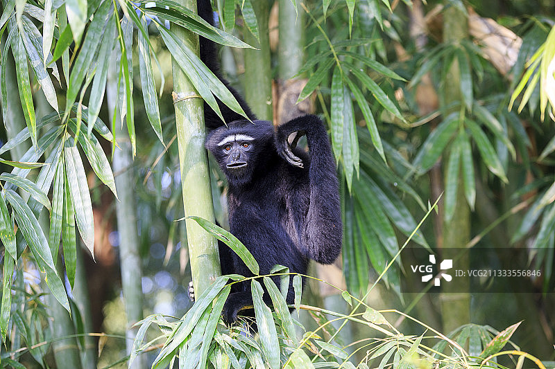 白眉长臂猿，雄性，印度特里普拉邦古姆蒂野生动物保护区图片素材
