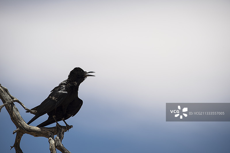 卡拉哈迪跨境公园树枝上的非洲秃鼻鸦，南非图片素材