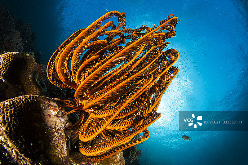 贝内特海百合(Anneissia bennetti)，拉贾安帕，西巴布亚，印度尼西亚图片素材