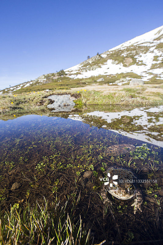 绿背蟾蜍（Bufo calamita），雌性在春天山区池塘中，瓜达拉马国家公园，西班牙图片素材