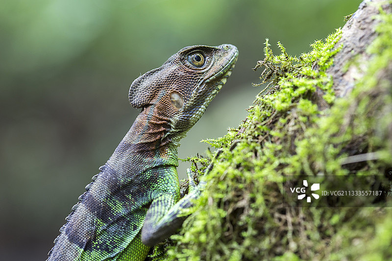 西部冠蜥雌性肖像，来自哥伦比亚乔科省和厄瓜多尔图片素材