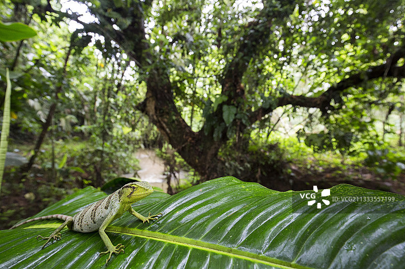 叶子上的古氏多鳞蜥，哥伦比亚乔科，厄瓜多尔图片素材