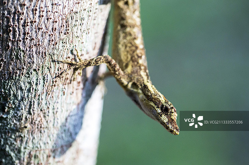 哥伦比亚乔科省佩拉卡变色蜥图片素材