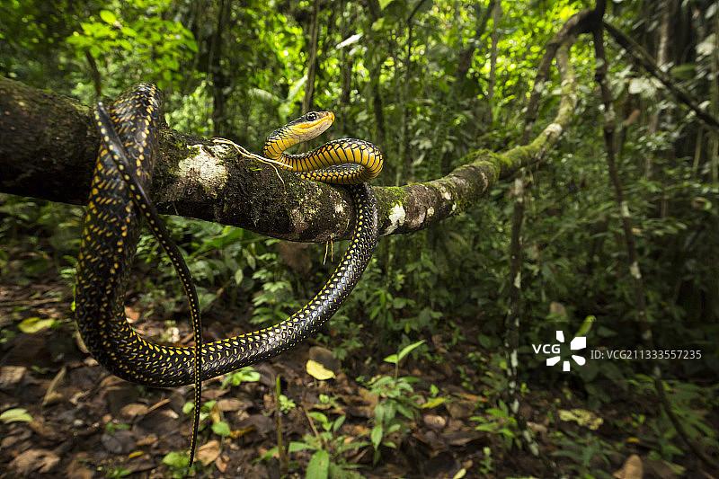 黄斑彩虹蛇，哥伦比亚乔科，厄瓜多尔图片素材