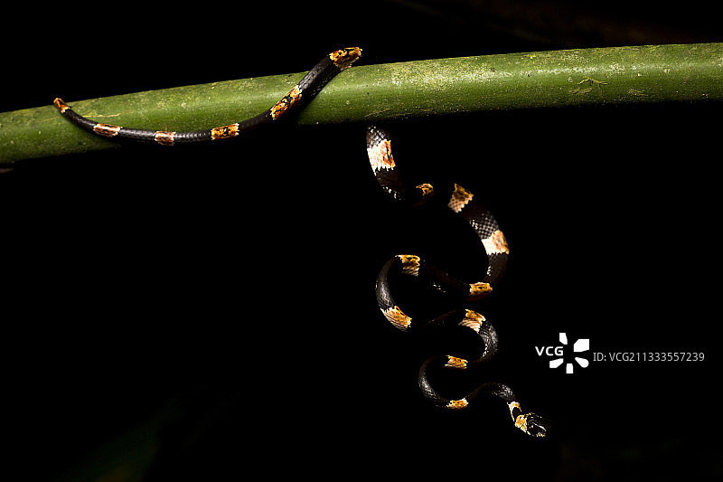 细长滑稽食蜗者（Dipsas gracilis），哥伦比亚乔科省，厄瓜多尔图片素材