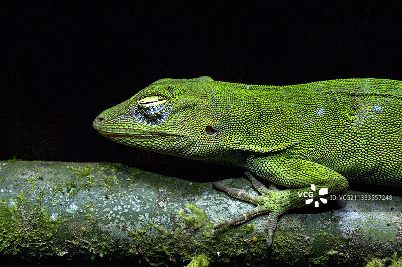 困倦的绿变色蜥肖像 - 哥伦比亚乔科省，厄瓜多尔图片素材