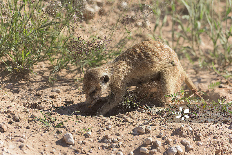 挖土的狐獴（Suricata suricatta），卡拉哈迪，南非图片素材