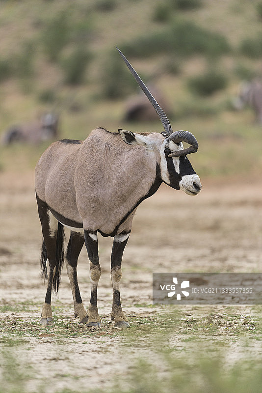 一只角部畸形的长角羚，卡拉哈迪，南非图片素材