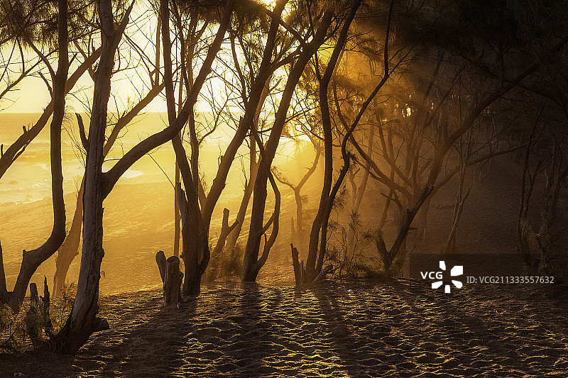 留尼汪岛埃唐萨雷海滩的木麻黄树在日落时分的光线图片素材