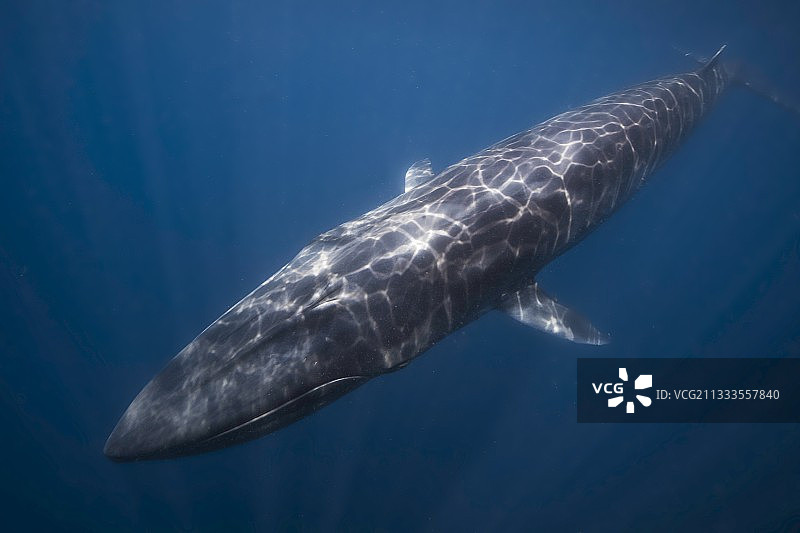 印度洋马达加斯加岛贝岛附近的村鲸图片素材