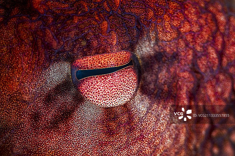 章鱼眼睛，留尼汪岛，印度洋图片素材