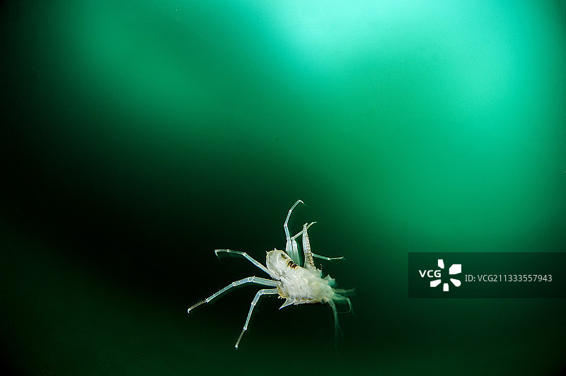 冰下贝加尔湖端足类动物（Acanthogammarus lappaceus），俄罗斯西伯利亚奥利洪岛贝加尔湖图片素材