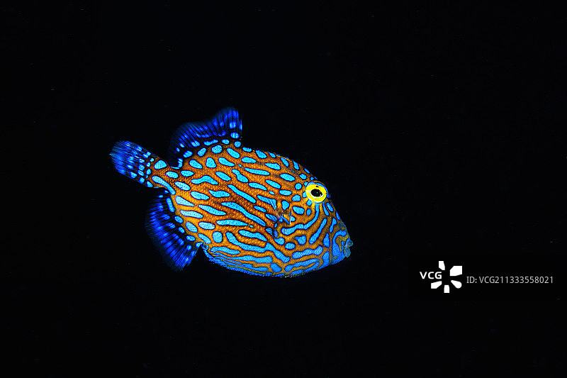 黑背景上的黄斑扳机鲀幼鱼图片素材