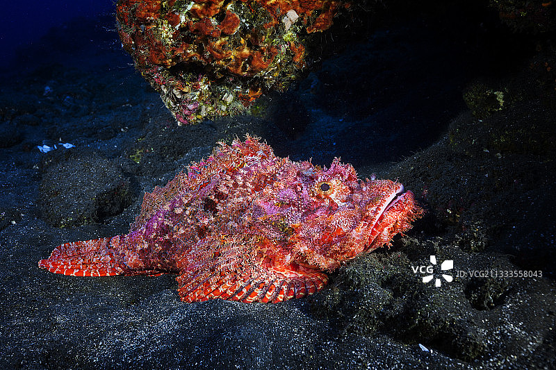 海底的缨鲉，留尼汪，印度洋图片素材