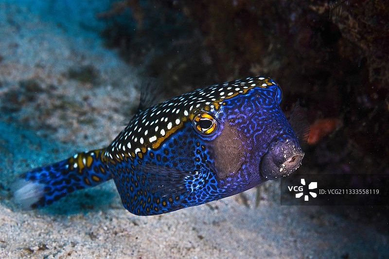 鼻子粘着沙粒的白点箱鲀图片素材