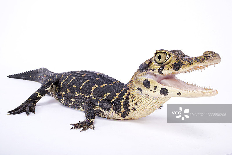 黑色凯门鳄图片素材