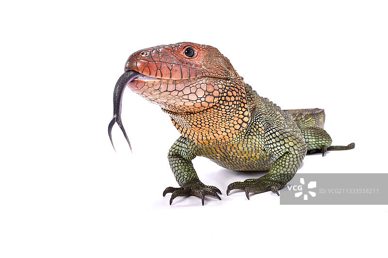 白色背景下的北方凯门蜥（Dracaena guianensis）图片素材