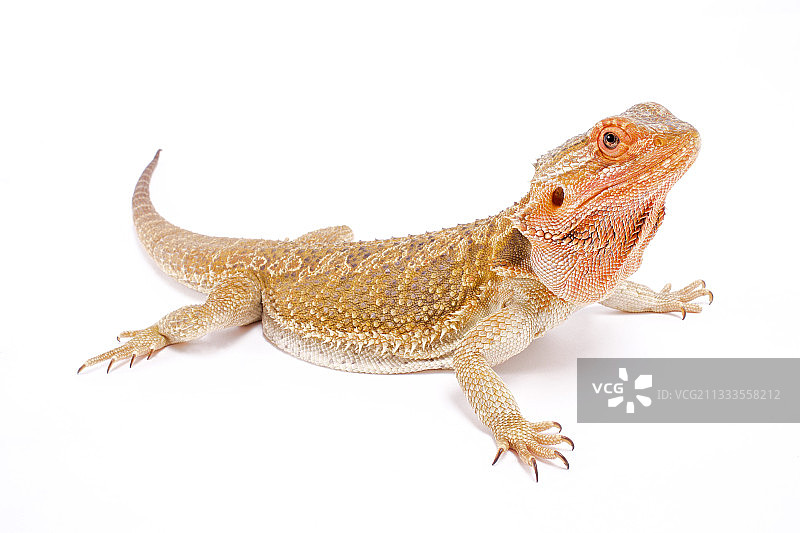 白色背景下的鬃狮蜥图片素材