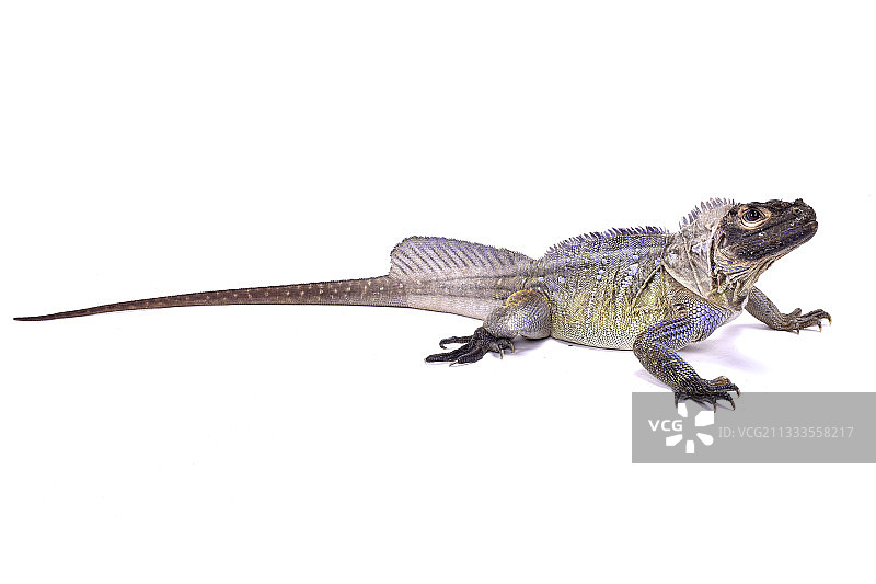 菲律宾帆蜥白色背景图图片素材